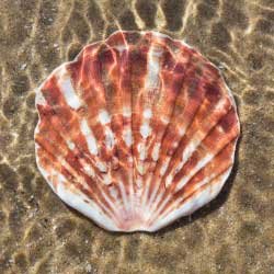Beach Treasures - Best SeaShell Collecting Bags