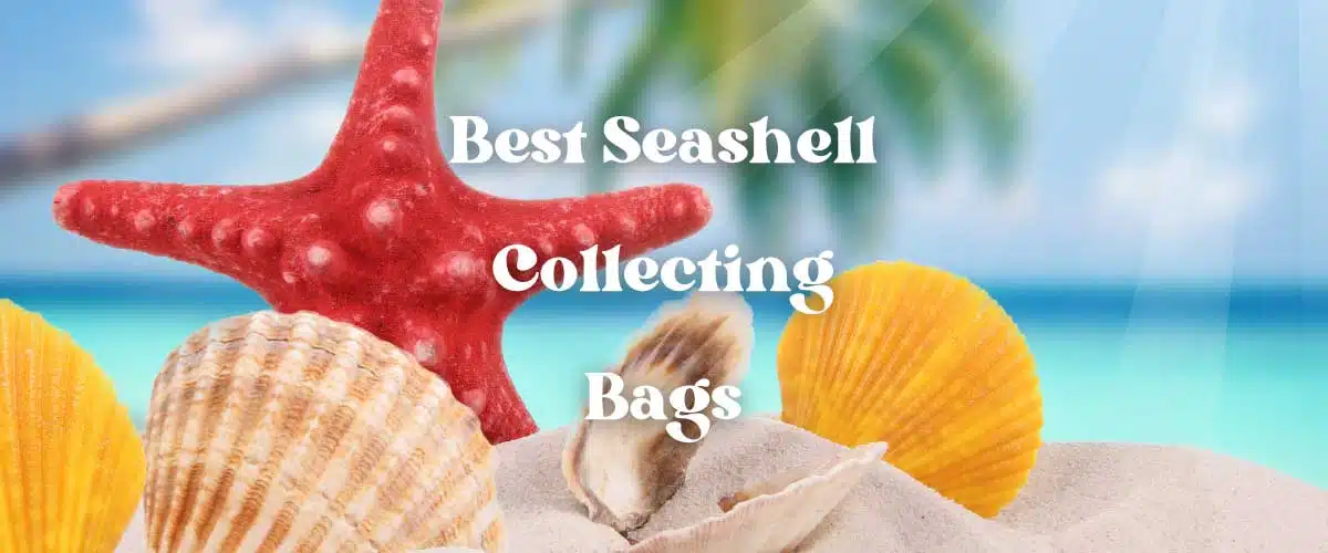 The Best Seashell Collecting Bags For Men Women And Kids