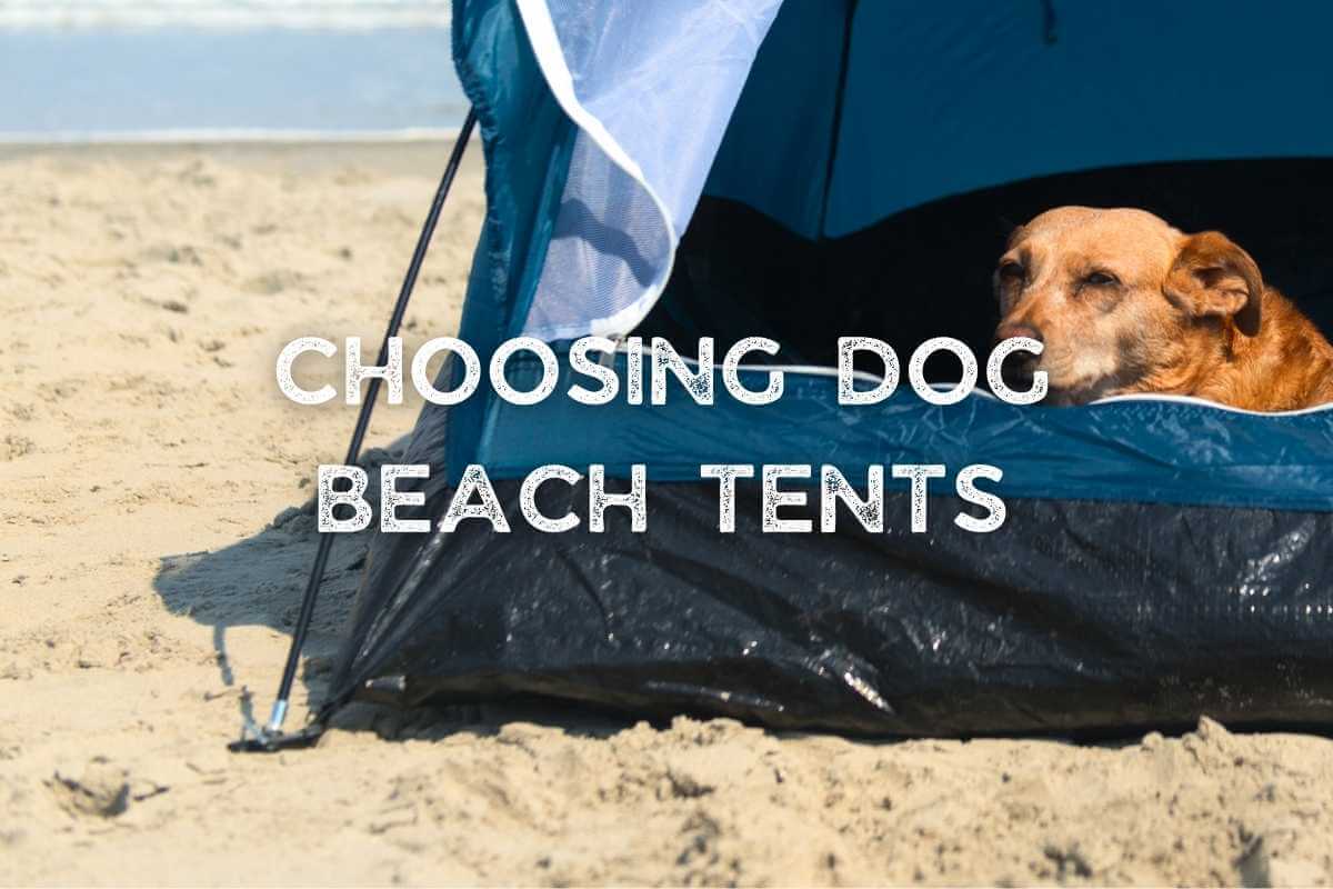 Choosing Dog Beach Tent step by step