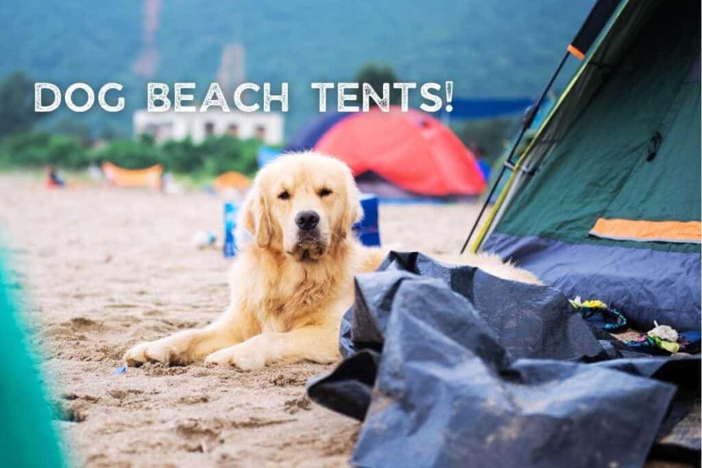 Dog Sit Beside Beach Tent