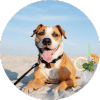 Dog Beach Anchor - Icon