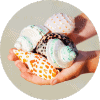 Seashells Icon